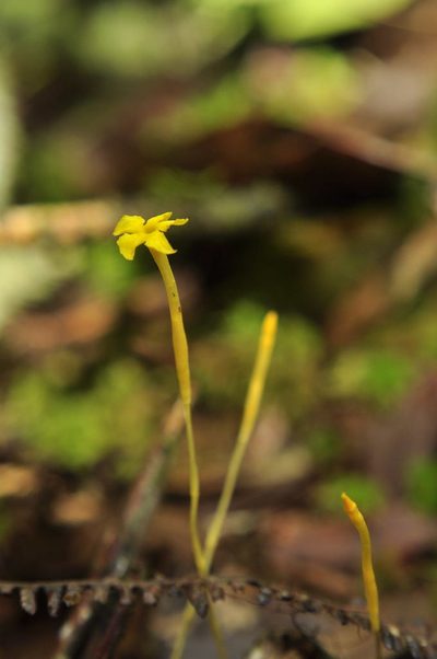 Voyria aphylla, photographed by Oscar Marín