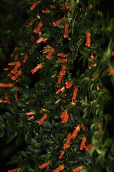 Besleria fallax, photographed by Oscar Marín