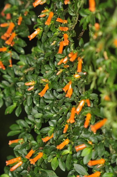 Besleria fallax, photographed by Oscar Marín