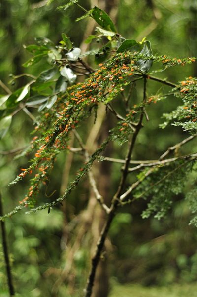 Besleria fallax, photographed by Oscar Marín