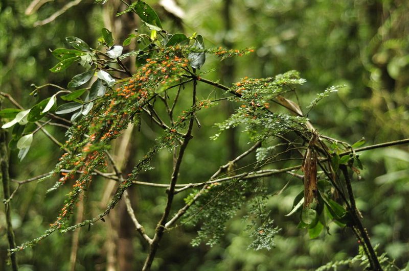 Besleria fallax, photographed by Oscar Marín