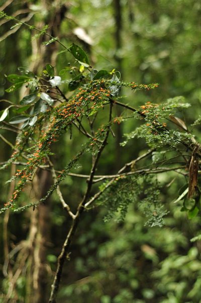 Besleria fallax, photographed by Oscar Marín