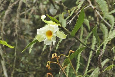 Sobralia virginalis, photographed by Oscar Marín