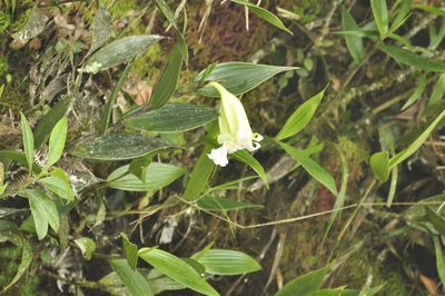 Sobralia virginalis, photographed by Oscar Marín
