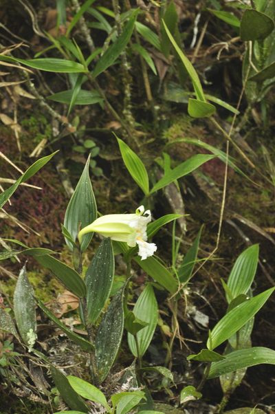 Sobralia virginalis, photographed by Oscar Marín