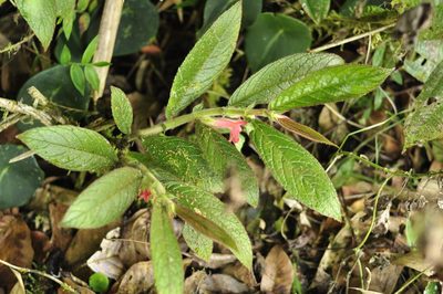 Columnea coronata, photographed by Oscar Marín