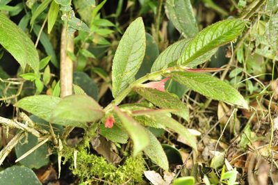 Columnea coronata, photographed by Oscar Marín