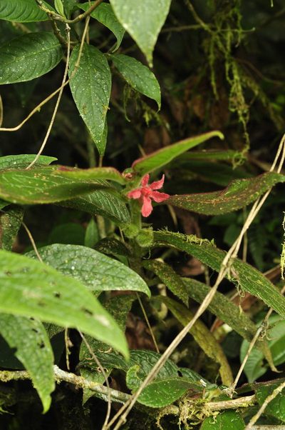 Columnea coronata, photographed by Oscar Marín