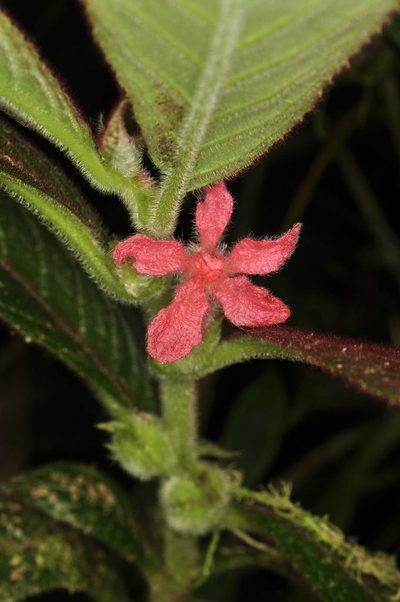 Columnea coronata, photographed by Oscar Marín