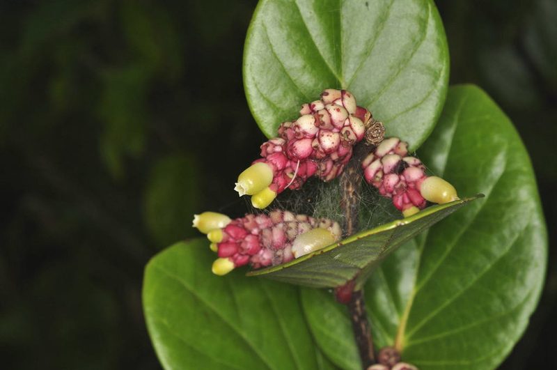 Cavendishia axillaris, photographed by Oscar Marín