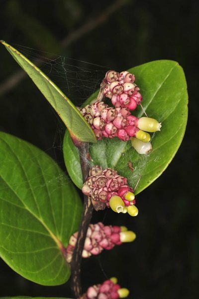 Cavendishia axillaris, photographed by Oscar Marín