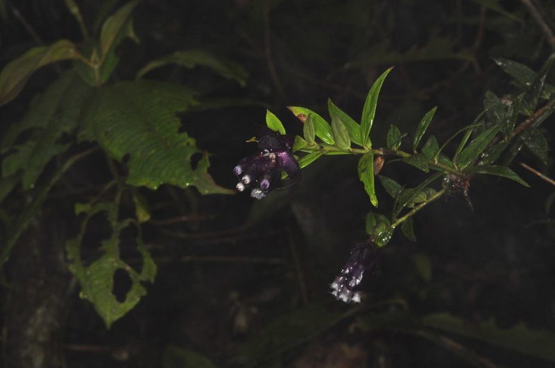 Cavendishia angustifolia, photographed by Oscar Marín