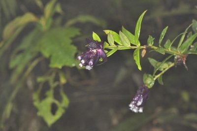 Cavendishia angustifolia, photographed by Oscar Marín