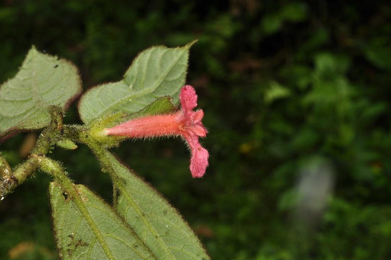 Columnea coronata, photographed by Oscar Marín