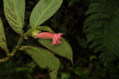 Columnea coronata, photographed by Oscar Marín