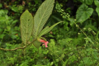 Columnea coronata, photographed by Oscar Marín