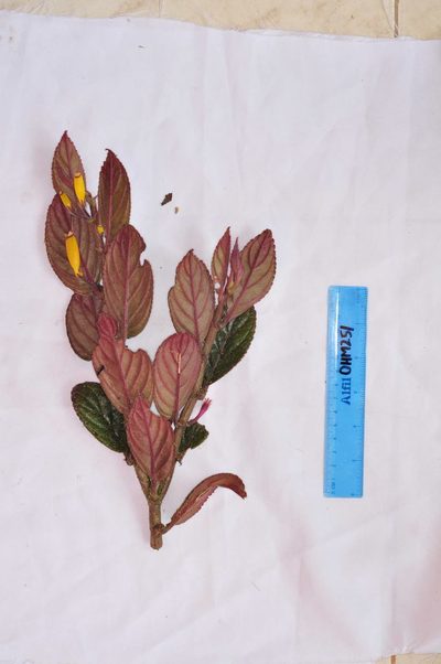Columnea rubrocincta, photographed by Oscar Marín
