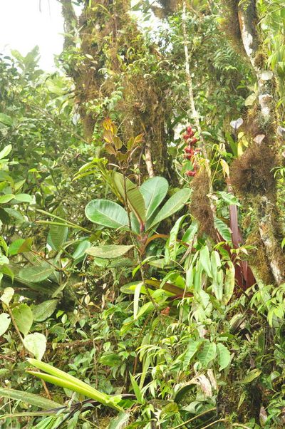 Columnea rubrocincta, photographed by Oscar Marín