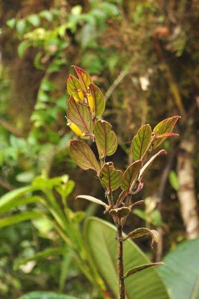 Columnea rubrocincta, photographed by Oscar Marín