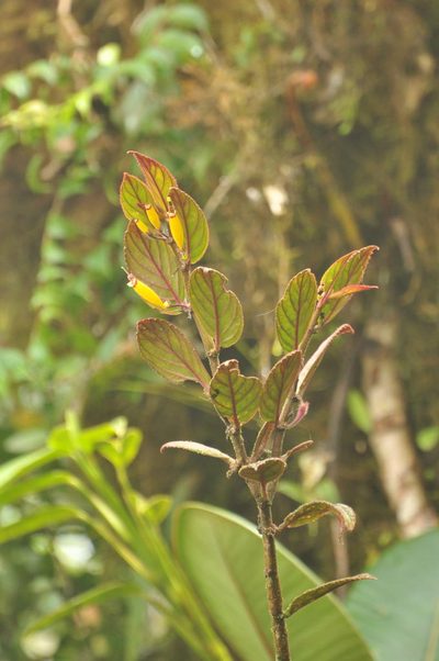 Columnea rubrocincta, photographed by Oscar Marín