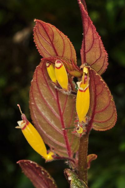 Columnea rubrocincta, photographed by Oscar Marín