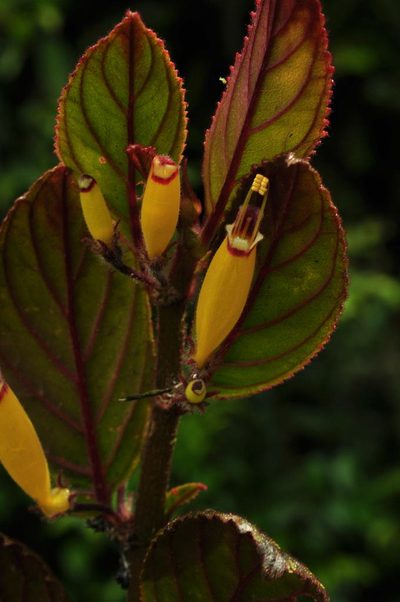 Columnea rubrocincta, photographed by Oscar Marín