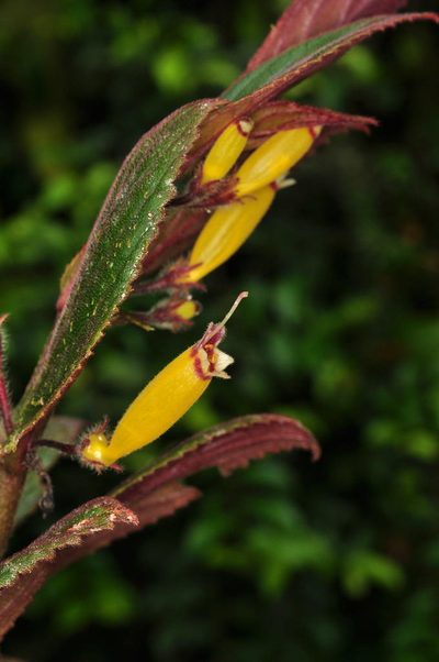 Columnea rubrocincta, photographed by Oscar Marín