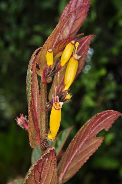 Columnea rubrocincta, photographed by Oscar Marín