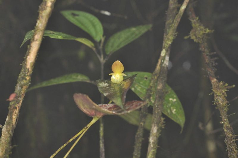 Pleurothallis lunaris, photographed by Oscar Marín