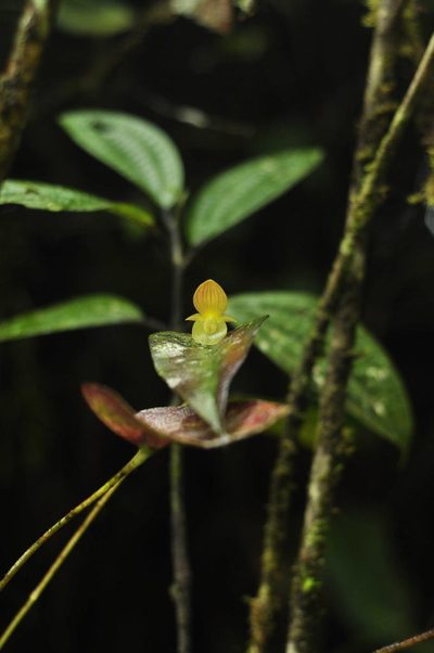 Pleurothallis lunaris, photographed by Oscar Marín