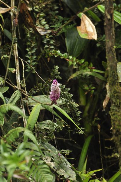 Elleanthus smithii, photographed by Oscar Marín