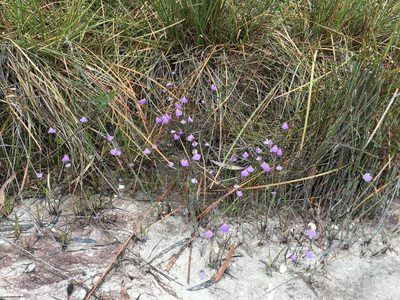 Utricularia barkeri, photographed by Miguel de Salas