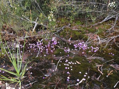 Utricularia barkeri, photographed by Miguel de Salas