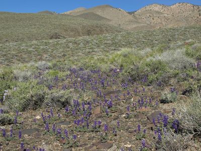 Lupinus flavoculatus, photographed by Jim Morefield