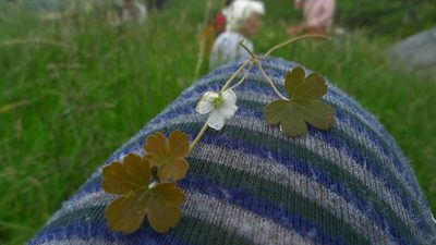 Geranium crassipes, photographed by Sarah Richardson