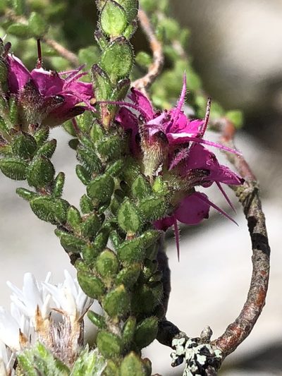 Agathosma zwartbergensis, photographed by Dave U