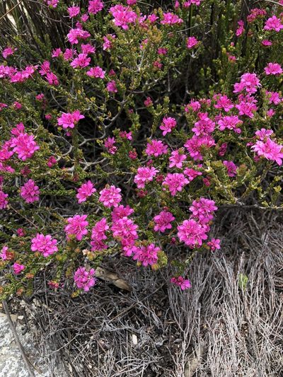 Agathosma zwartbergensis, photographed by Dave U