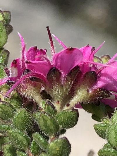 Agathosma zwartbergensis, photographed by Dave U