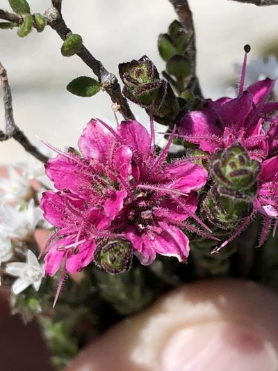 Agathosma zwartbergensis, photographed by Dave U