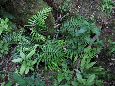 Parablechnum triangularifolium, photographed by Alice Shanks