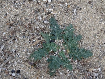 Verbascum pinnatifidum, photographed by Kostas Zontanos