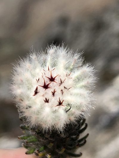 Phylica meyeri, photographed by Dave U