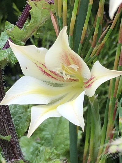 Gladiolus longicollis, photographed by Dave U