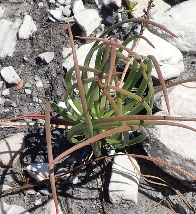 Bulbine lagopus, photographed by Nicola van Berkel