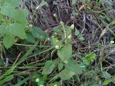 Acmella radicans, photographed by Dayan Romero