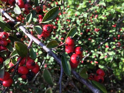 Cotoneaster pannosus, photographed by Al Kordesch