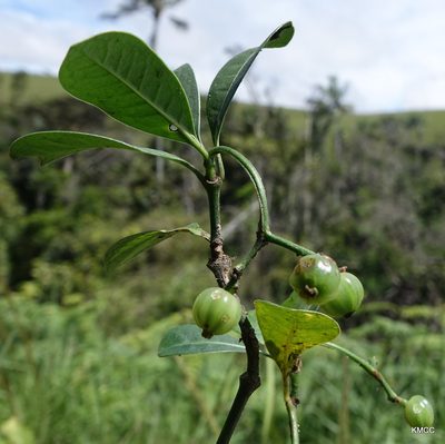 Psychotria parkeri, photographed by Romer N. Rabarijaona