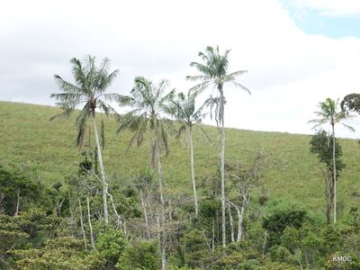 Ravenea madagascariensis, photographed by Romer N. Rabarijaona