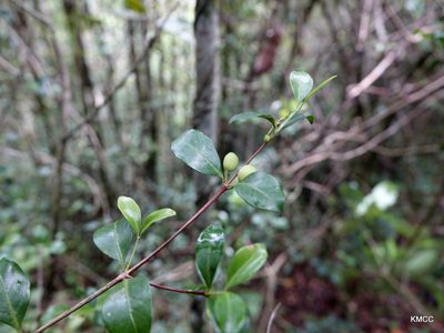 Coffea buxifolia, photographed by Romer N. Rabarijaona
