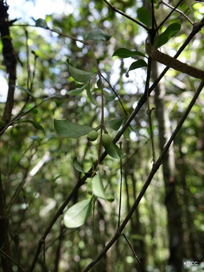Coffea buxifolia, photographed by Romer N. Rabarijaona
